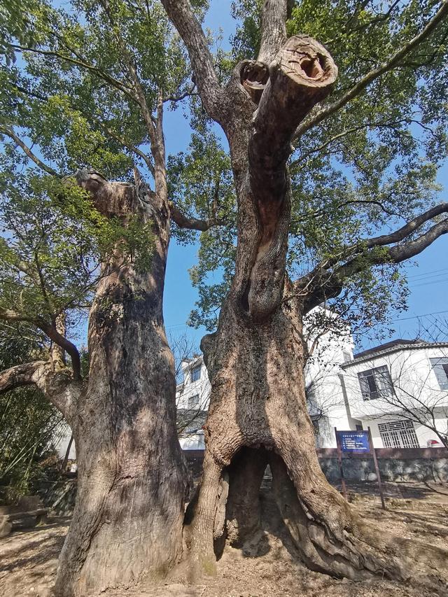 拜读宰相故里——雄村