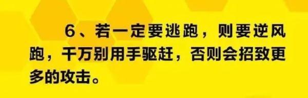 野蜂爱上小白车，司机好为难