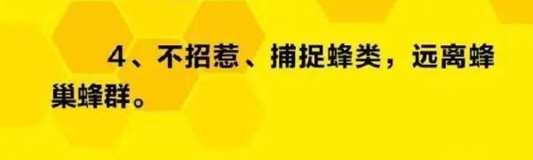 野蜂爱上小白车，司机好为难