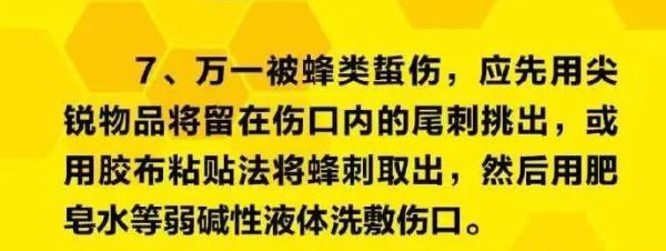 野蜂爱上小白车，司机好为难