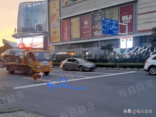 狗狗马路上狂跑追车，多次将汽车逼停，画面触目惊心