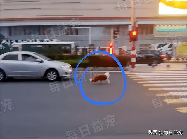 狗狗马路上狂跑追车，多次将汽车逼停，画面触目惊心