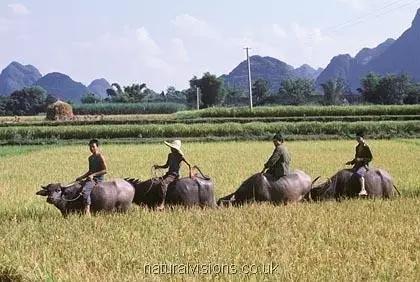 一组老照片带你穿越到30年前，看看阳朔人是怎么样过生活的