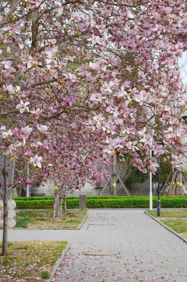 多图预警！北京一高校曝光“最美校花”，神仙颜值惊艳众人！