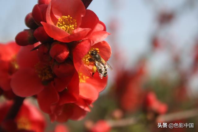 天水步行街，美女海棠相争艳