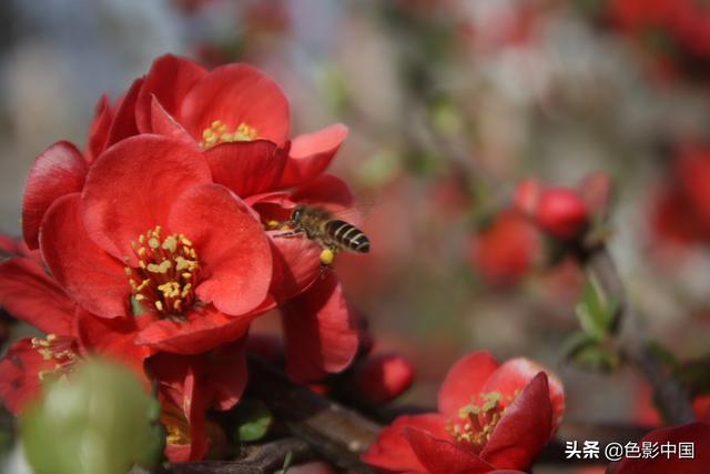 天水步行街，美女海棠相争艳