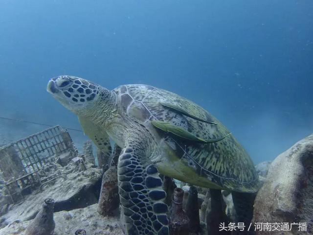 美女海边旅游回国突发腹泻，三进ICU抢救了101天