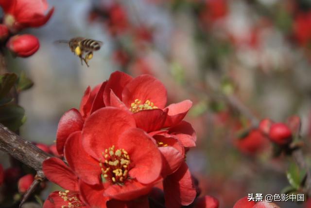 天水步行街，美女海棠相争艳