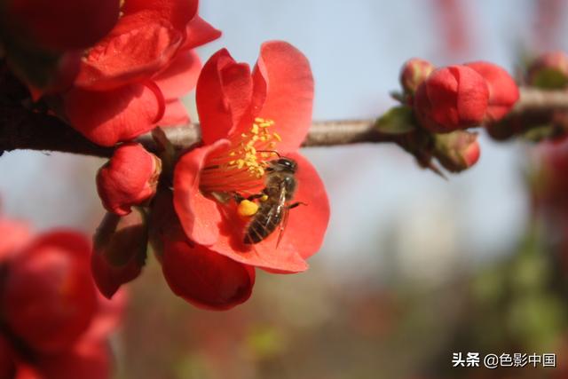 天水步行街，美女海棠相争艳