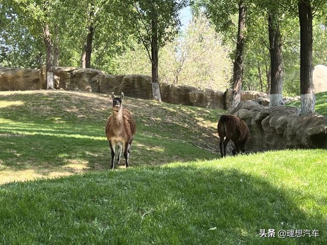 自驾理想ONE“勇闯”野生动物园是什么感受？