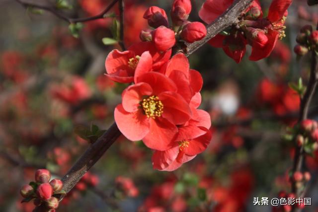 天水步行街，美女海棠相争艳