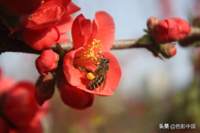 天水步行街，美女海棠相争艳