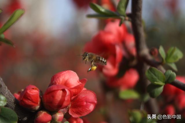 天水步行街，美女海棠相争艳