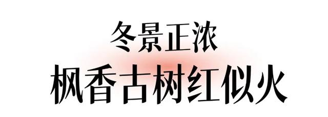 来看百年“连理树”，武汉古树公园+1