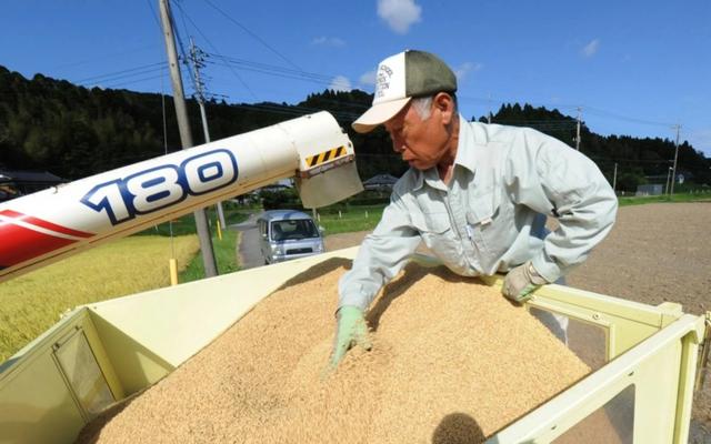 大米价格平均上涨80%，日本政府终于绷不住了