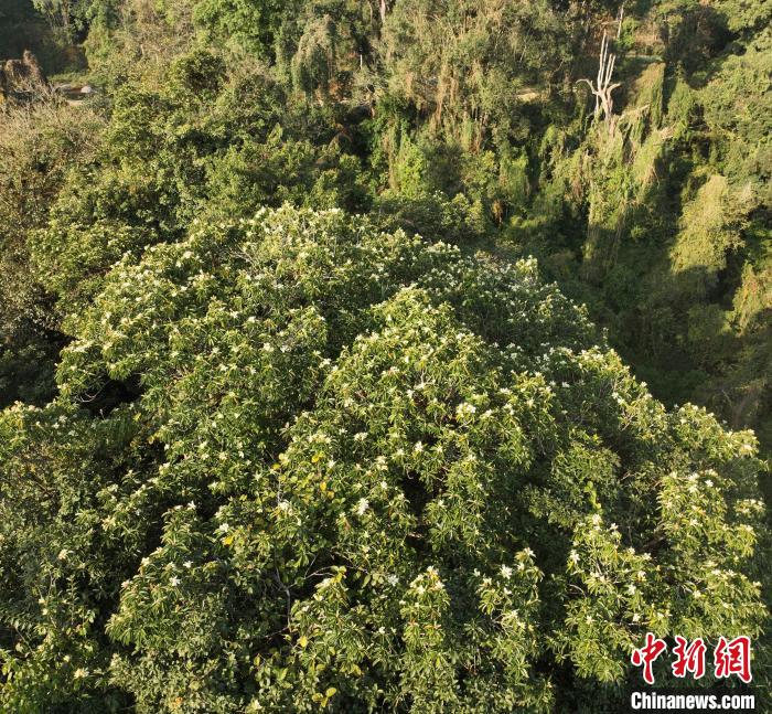 云南德宏发现壮丽含笑植株 解开植物学界百年谜团